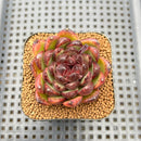 Echeveria 'Black Tiger' 2" Succulent Plant Cutting