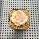 Echeveria 'Pumpkin' Jelly Type 2" Succulent Plant Cutting