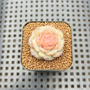 Echeveria 'Pumpkin' Jelly Type 2" Succulent Plant Cutting
