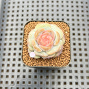 Echeveria 'Pumpkin' Jelly Type 2" Succulent Plant Cutting