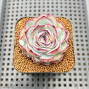 Echeveria 'Chubby Bunny' 2" Succulent Plant Cutting