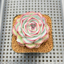 Echeveria 'Chubby Bunny' 2" Succulent Plant Cutting