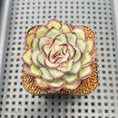 Echeveria 'Mexican Pulidonis' 2" Succulent Plant Cutting