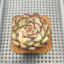 Echeveria 'Mexican Pulidonis' 2" Succulent Plant Cutting