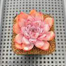 Echeveria 'Charming Stone' 2" Succulent Plant Cutting