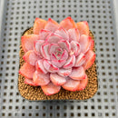 Echeveria 'Charming Stone' 2" Succulent Plant Cutting