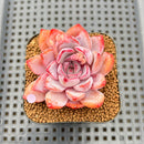 Echeveria 'Charming Stone' 2" Succulent Plant Cutting