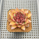 Echeveria 'Chocolate Finger' 2" Succulent Plant Cutting