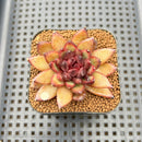 Echeveria 'Chocolate Finger' 2" Succulent Plant Cutting