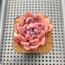 Echeveria 'Purple Stone' 2" Succulent Plant Cutting