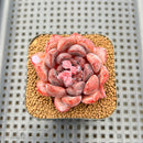 Echeveria 'Purple Stone' 2" Succulent Plant Cutting