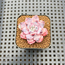 Echeveria 'Geronimo' 1" Succulent Plant Cutting