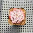 Echeveria 'Geronimo' 1" Succulent Plant Cutting