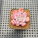 Echeveria 'Geronimo' 1" Succulent Plant Cutting