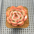 Echeveria 'Odd Fit' 2" Succulent Plant Cutting