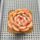 Echeveria 'Odd Fit' 2" Succulent Plant Cutting