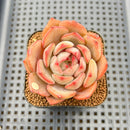 Echeveria 'Odd Fit' 2" Succulent Plant Cutting