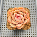 Echeveria 'Odd Fit' 2" Succulent Plant Cutting