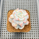 Echeveria 'Heart Song' 2" Succulent Plant Cutting