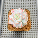 Echeveria 'Heart Song' 2" Succulent Plant Cutting