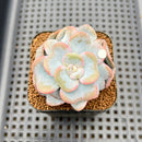 Echeveria 'Heart Song' 2" Succulent Plant Cutting