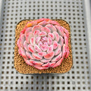 Echeveria 'Cherry Shadow' 2" Succulent Plant Cutting