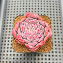 Echeveria 'Cherry Shadow' 2" Succulent Plant Cutting