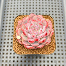 Echeveria 'Cherry Shadow' 2" Succulent Plant Cutting