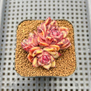 Echeveria 'Cindy' 2" Succulent Plant Cutting