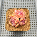 Echeveria 'Cindy' 2" Succulent Plant Cutting