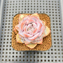Echeveria 'Pink Barbie' 2" Succulent Plant Cutting