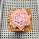 Echeveria 'Pink Barbie' 2" Succulent Plant Cutting