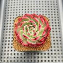 Echeveria Agavoides 'Flamenco' 2" Succulent Plant Cutting