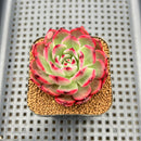 Echeveria Agavoides 'Flamenco' 2" Succulent Plant Cutting