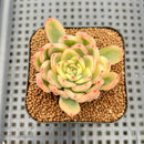Echeveria 'Butterfly' Variegated 2" Succulent Plant Cutting