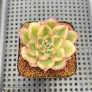 Echeveria 'Butterfly' Variegated 2" Succulent Plant Cutting