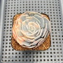 Echeveria 'Pollux' Variegated 2" Succulent Plant Cutting