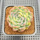 Echeveria 'Strawberry Ice' Variegated 2" Succulent Plant Cutting