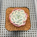 Echeveria 'Peaches & Cream' Variegated 2" Succulent Plant Cutting