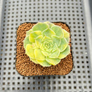 Echeveria Halbingeri Variegated 2" Succulent Plant Cutting