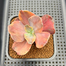 Echeveria 'Red Phoenix' Variegated 2" Succulent Plant Cutting