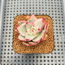 Echeveria Agavoides 'Maria' Variegated 1" Succulent Plant Cutting