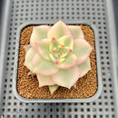 Echeveria Agavoides 'Rainbow' (무지개) Variegated 2"-3" Succulent Plant Cutting