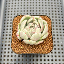 Echeveria 'Spring Rose' Variegated 1"-2" Succulent Plant Cutting