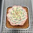 Echeveria 'Chihuahuaensis' Variegated 2" Succulent Plant Cutting