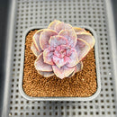 Echeveria 'Perle Von Nurnberg' Mutated 2" Succulent Plant Cutting