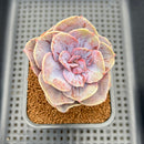 Echeveria 'Perle Von Nurnberg' Mutated 2" Succulent Plant Cutting