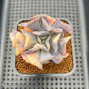 Echeveria 'Cubic Frost' Variegated 2" Succulent Plant Cutting
