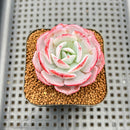 Echeveria 'Laurensis' 2" Succulent Plant Cutting