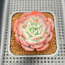 Echeveria 'Pink Latte' 2" Succulent Plant Cutting